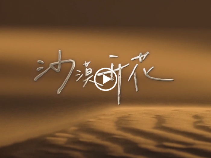 沙漠開(kāi)花